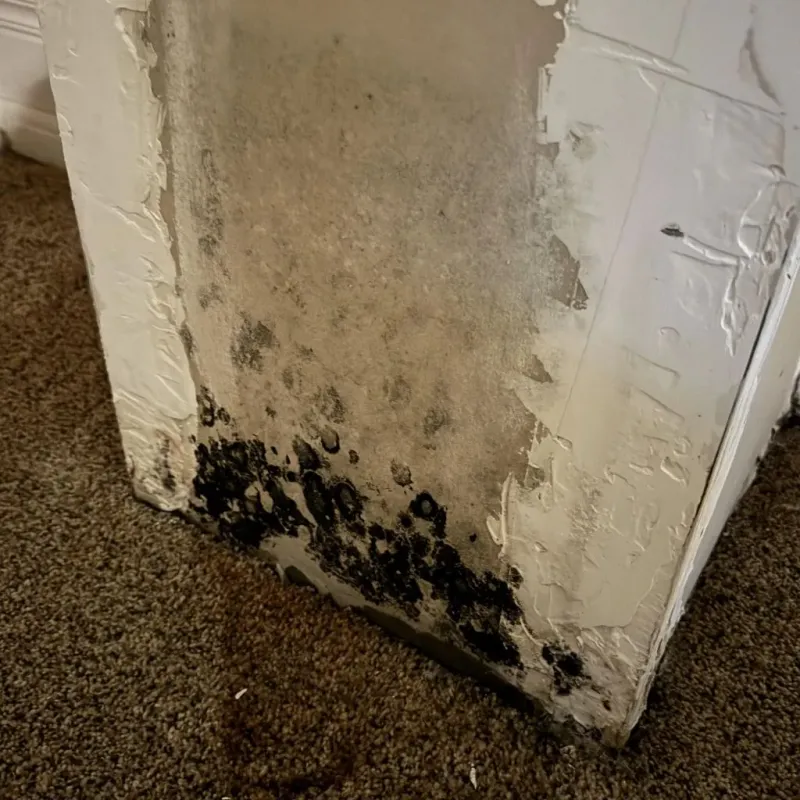 Professional Mold Removal in Lauderdale County, AL